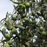 Олайф (Olife) — целебный настой из оливковых листьев — чудеса бывают!